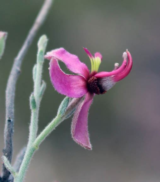  Krameria bicolor