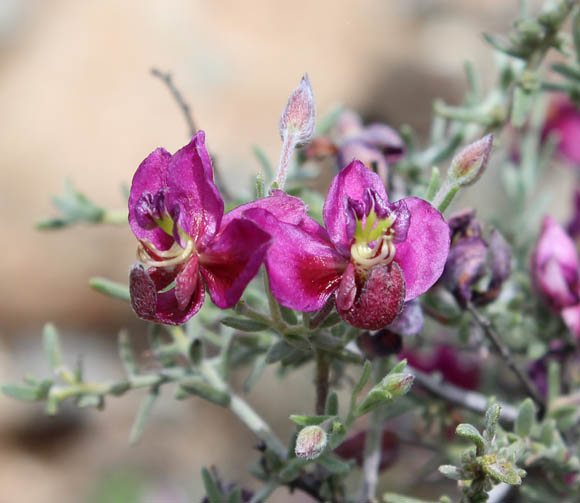  Krameria erecta 