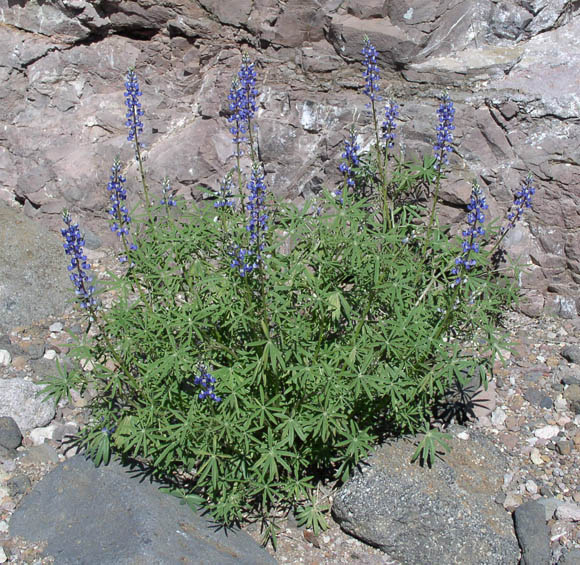  Lupinus sparsiflorus