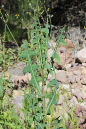  Lactuca serriola