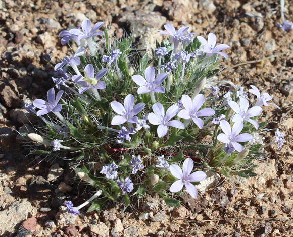  Langloisia setosissimum