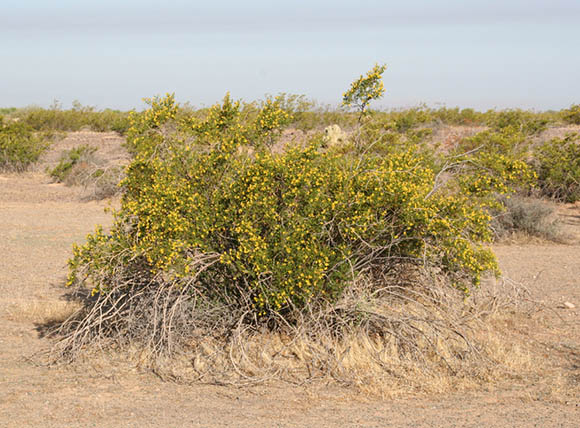  Larrea tridentata (Sesse & Mocino ex de Candolle) Coville var. tridentata 