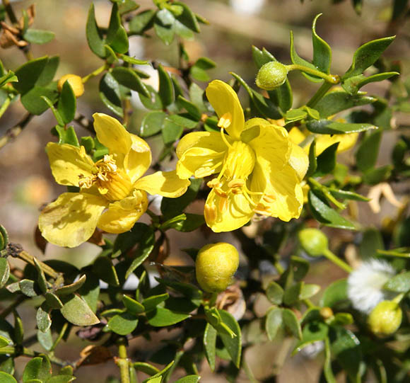  Larrea tridentata (Sesse & Mocino ex de Candolle) Coville var. tridentata 