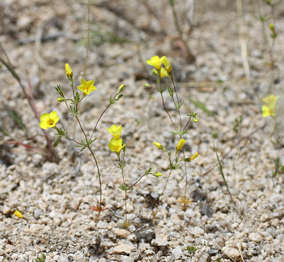  Leptosiphon chrysanthus J.M. Porter & R. Patterson subsp. chrysanthus  [