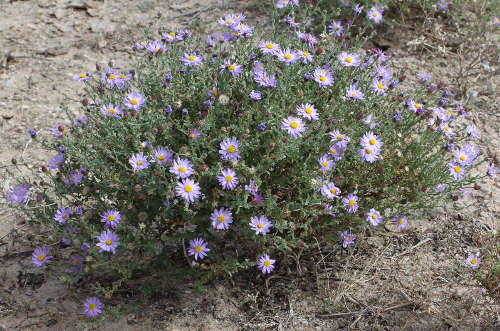  Leucosyris arizonica (B.L.Turner & D.B.Horne) Pruski & R.L. Hartmann