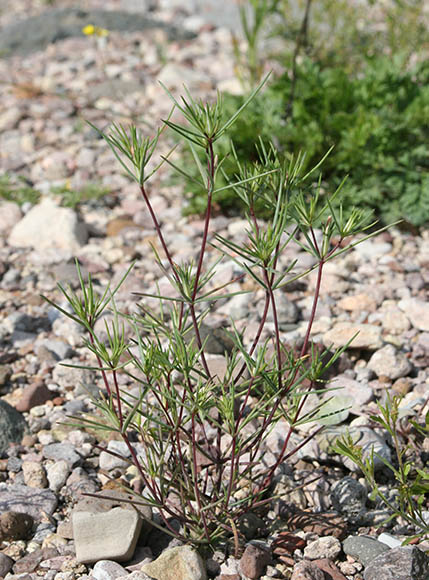  Linanthus bigelovii (A.Gray) Greene