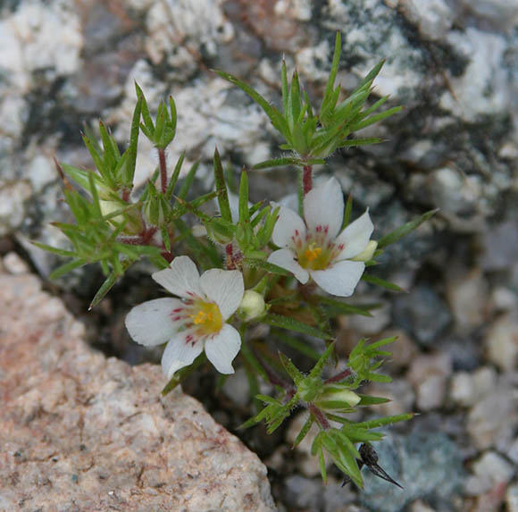  Linanthus demissus