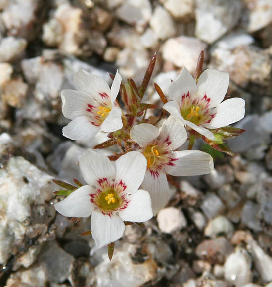  Linanthus demissus