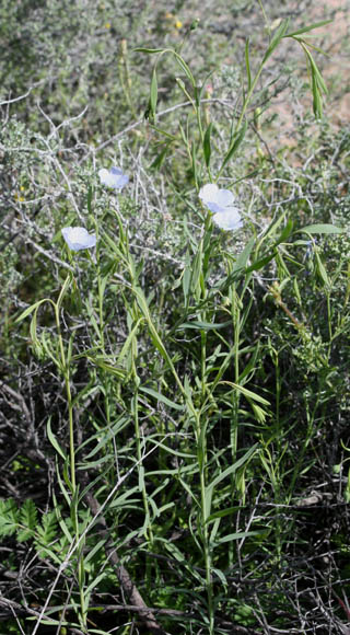  Linum bienne Miller 