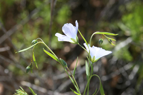  Linum bienne Miller 