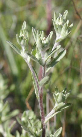  Logfia filaginoides