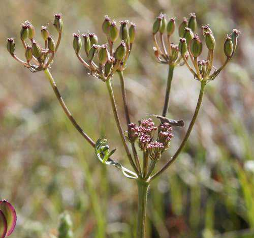  Lomatium nevadense