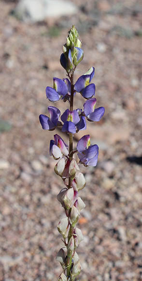  Lupinus sparsiflorus