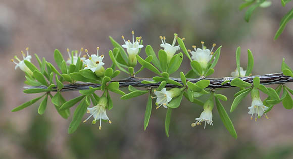  Lycium berlandieri Dunal var.longistylum C.L. Hitchcock