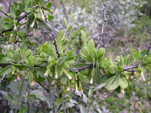  Lycium exsertum A. Gray