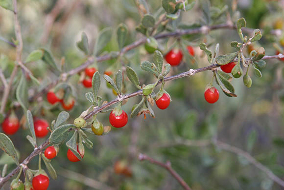  Lycium exsertum A. Gray