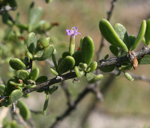  Lycium fremontii v.fremontii