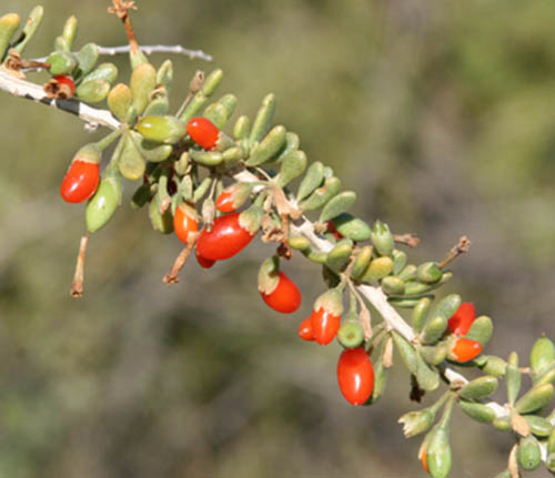  Lycium fremontii v.fremontii