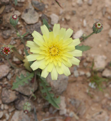  Malacothrix fendleri