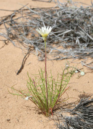  Malacothrix glabrata