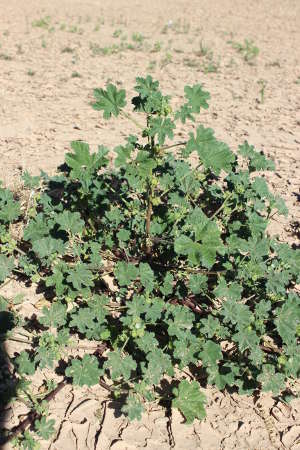  Malva parviflora