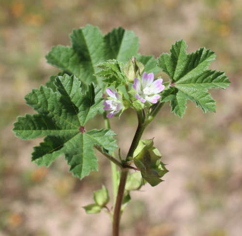  Malva parviflora