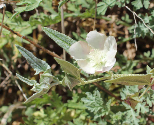  Malvella sagittifolia