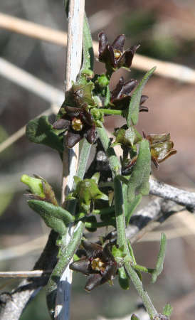  Matelea parvifolia