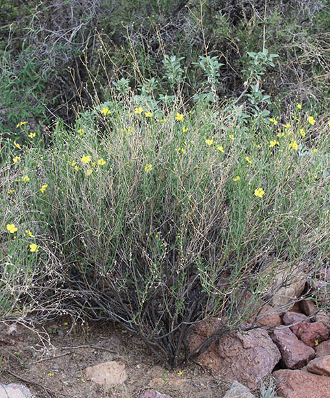  Menodora scabra