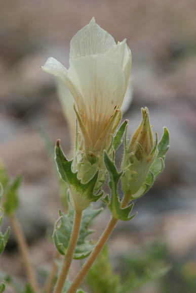  Mentzelia involucrata 