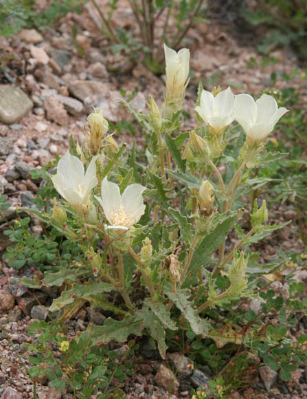  Mentzelia involucrata 