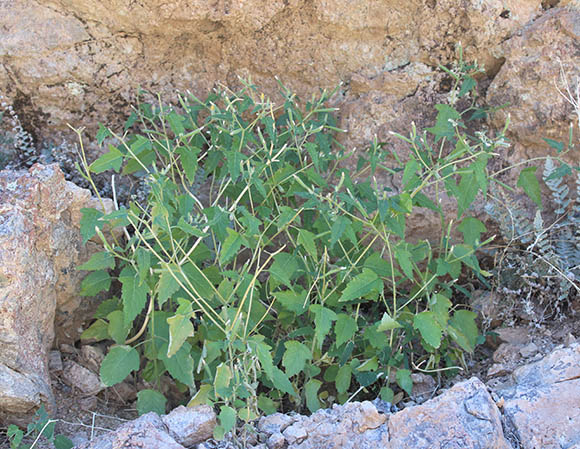  Mentzelia isolata