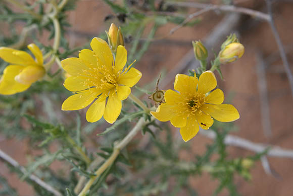  Mentzelia longiloba J. Darlington v. longiloba 