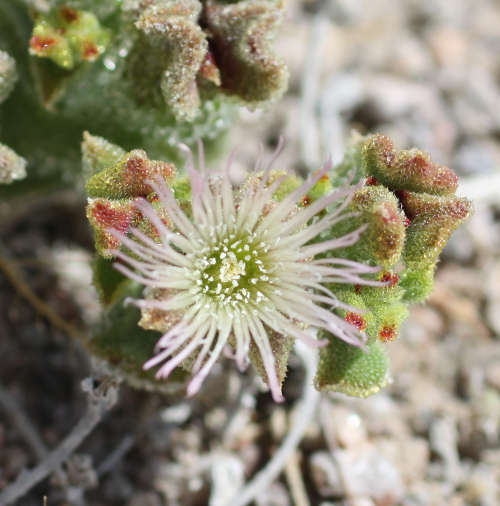  Mesembryanthemum crystallinum