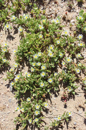  Mesembryanthemum nodiflorum