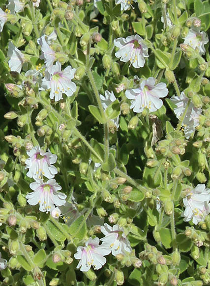  Mirabilis laevis v.villosa