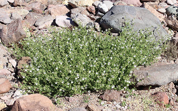  Mirabilis laevis v.villosa