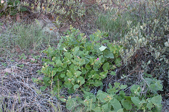  Mirabilis multiflora (Torrey) A.Gray