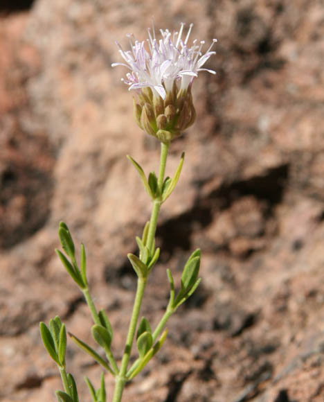  Monardella arizonica