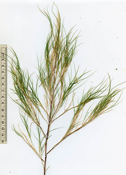  Muhlenbergia dumosa