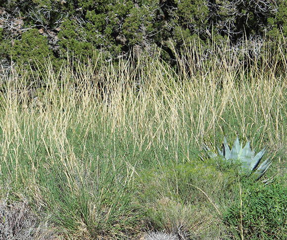  Muhlenbergia emersleyi