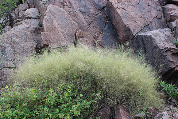  Muhlenbergia porteri