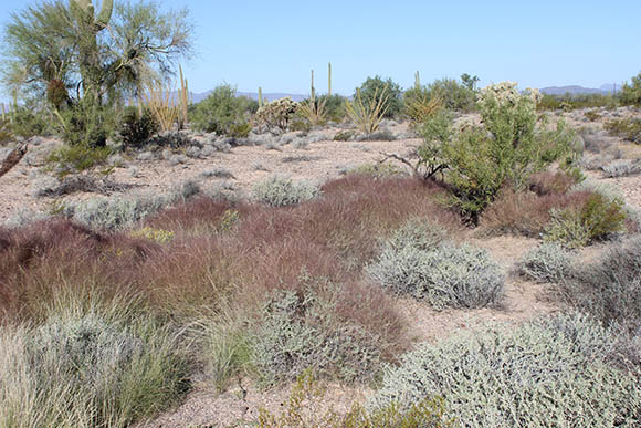  Muhlenbergia porteri