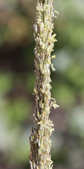  Muhlenbergia rigens