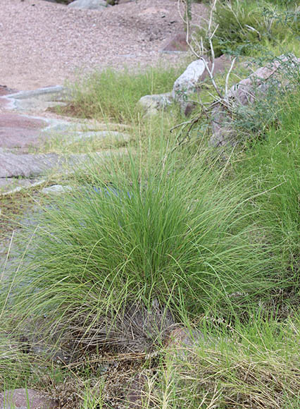  Muhlenbergia rigens