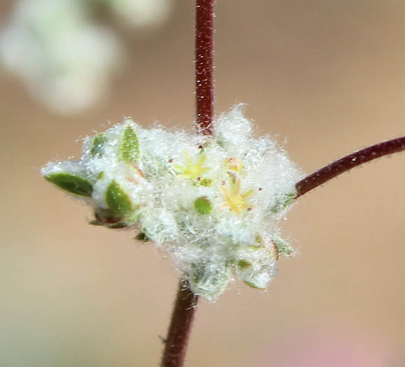  Nemacaulis denudata var. gracilis