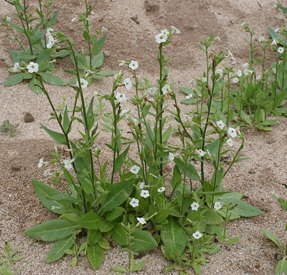  Nicotiana clevelandii