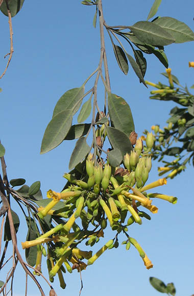  Nicotiana glauca v.glauca