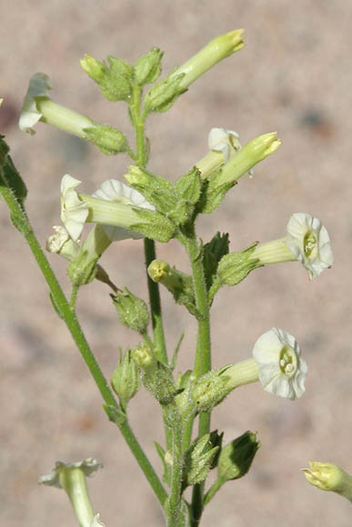  Nicotiana obtusifolia 