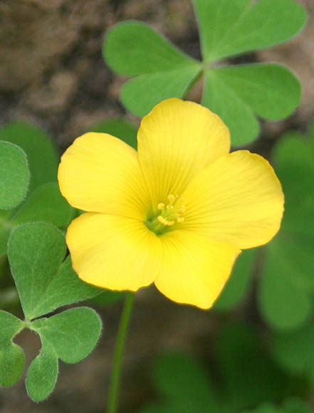  Oxalis albicans